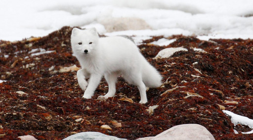 روباه قطبی (ARCTIC FOX) - حیوانات در حال انقراض قطبی 
  
 منبع تصاویر: World Wildlife Fund https://www.wwf.org.uk/