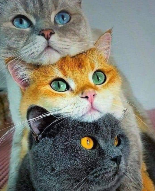 گربه های بازیگوش