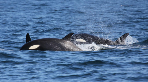 نهنگ قاتل (ORCA) - حیوانات در حال انقراض قطبی 
  
 منبع تصاویر: World Wildlife Fund https://www.wwf.org.uk/