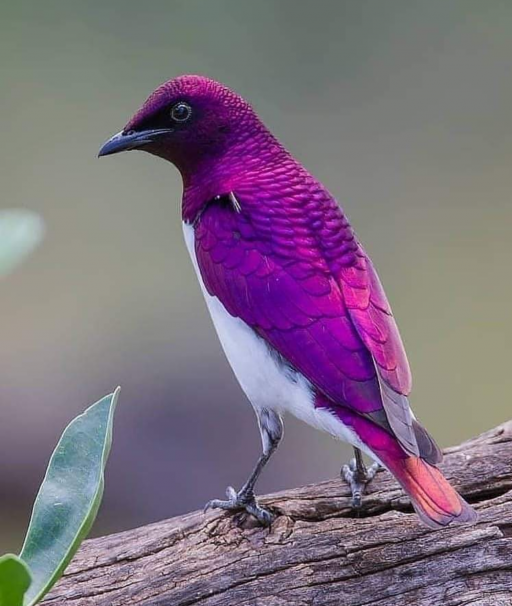 رنگ آمیزی زیبای طبیعت