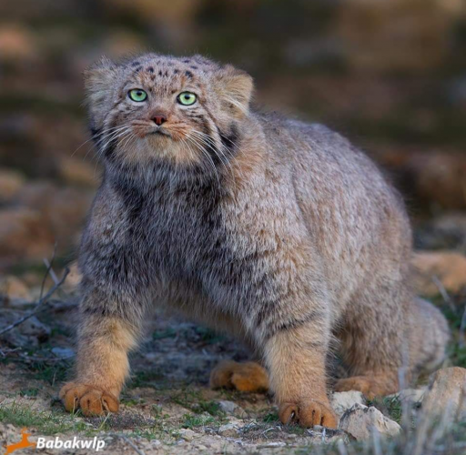 زیبایی گربه پالاس (Pallas’s cats (Otocolobus manul))