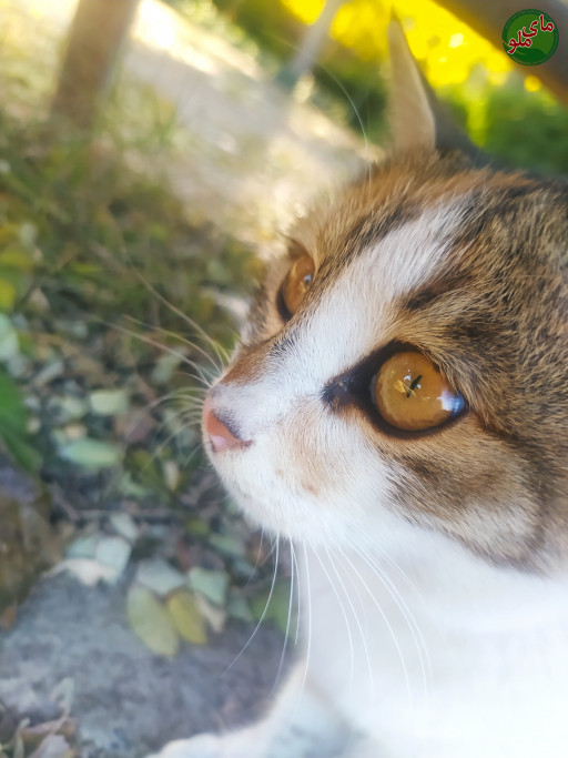 عکس یهویی از گربه 🐱