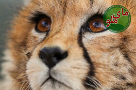 چشم هایی که هرگز از ذهنم نمی رود 
 چشم های رفته ، چشمه امید ... 
 یادش گرامی 🐆